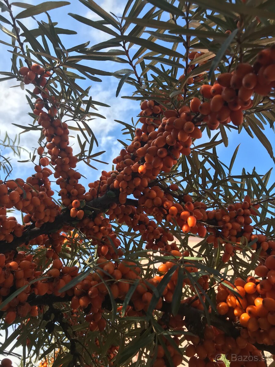 Predám RAKYTNÍK REŠETLIAKOVÝ, ker - 3