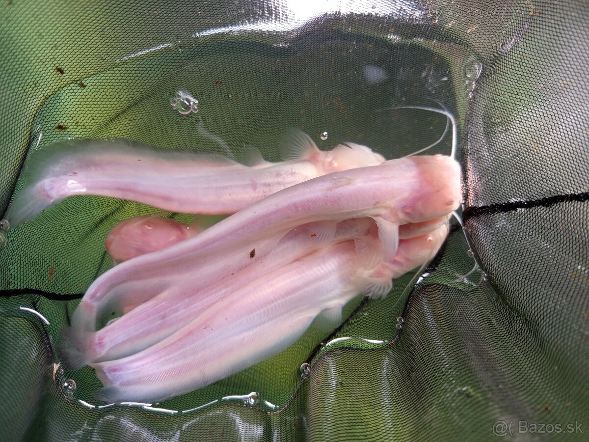 Jazierkové ryby - 3