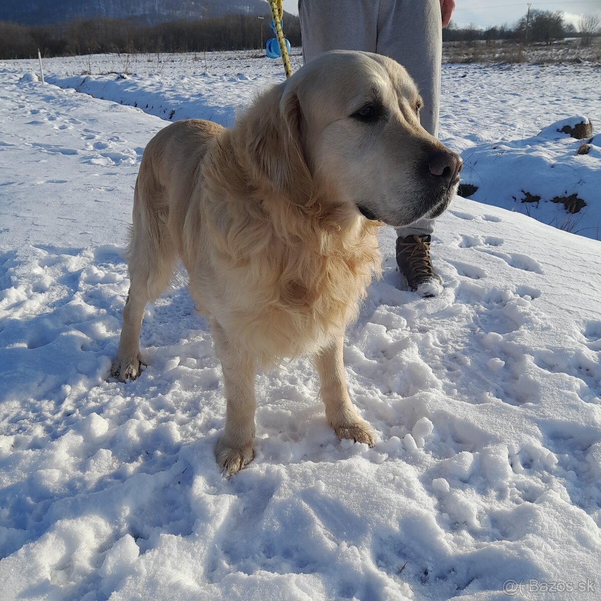 Zlaty Retriever - 3