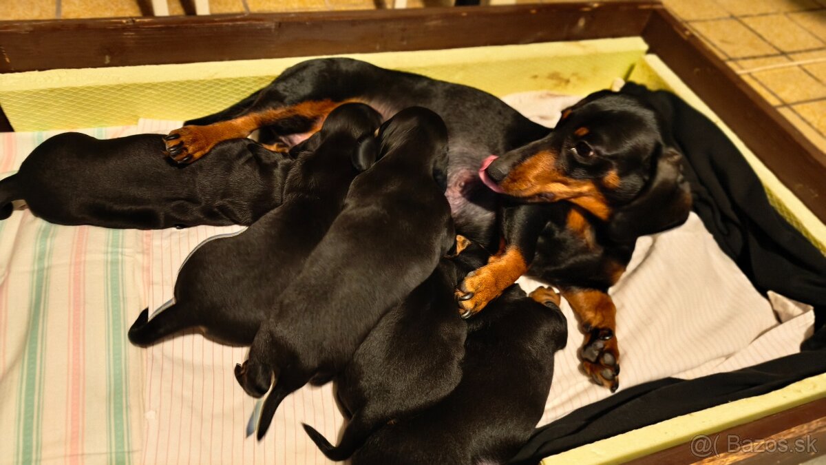 Jazvečík trpasličí - 3