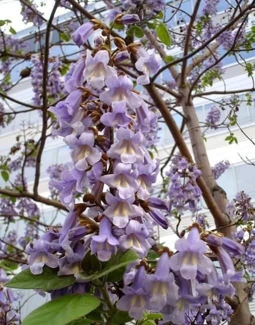 Paulownia - 3