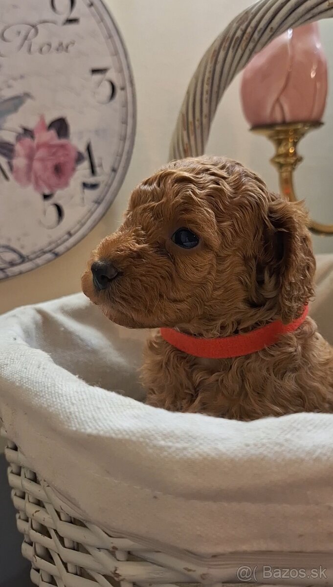 Pudlik pudel trpasličí-fenka - 3