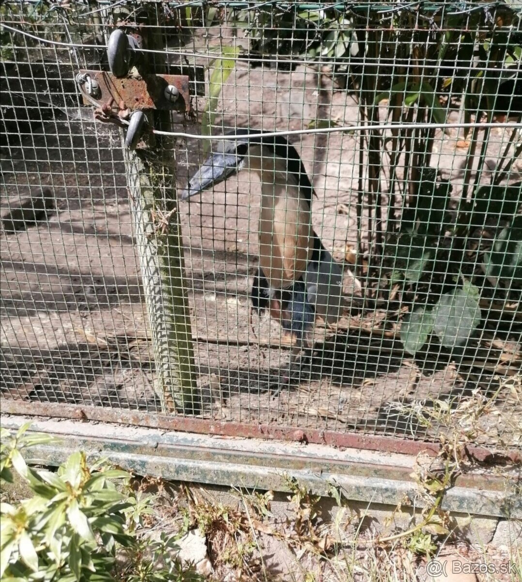 Volavka člnozobá-cochlearius cochlearius - 3