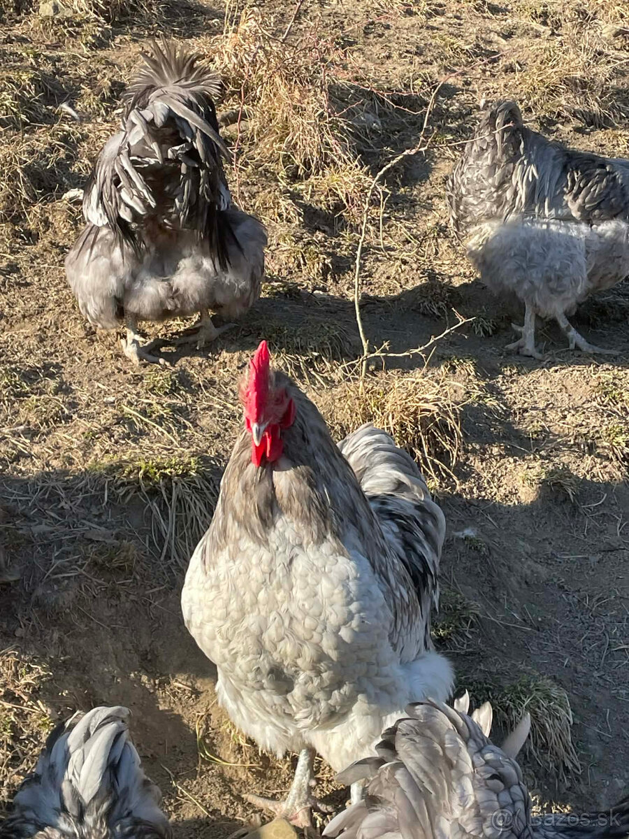 KOHUTY ORPINGTON - 3