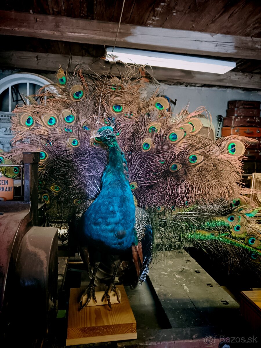 Preparovaný páv - 3