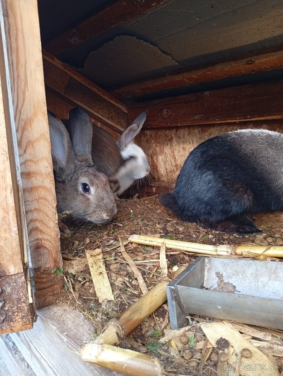 Predám zajace na chov či maso - 3