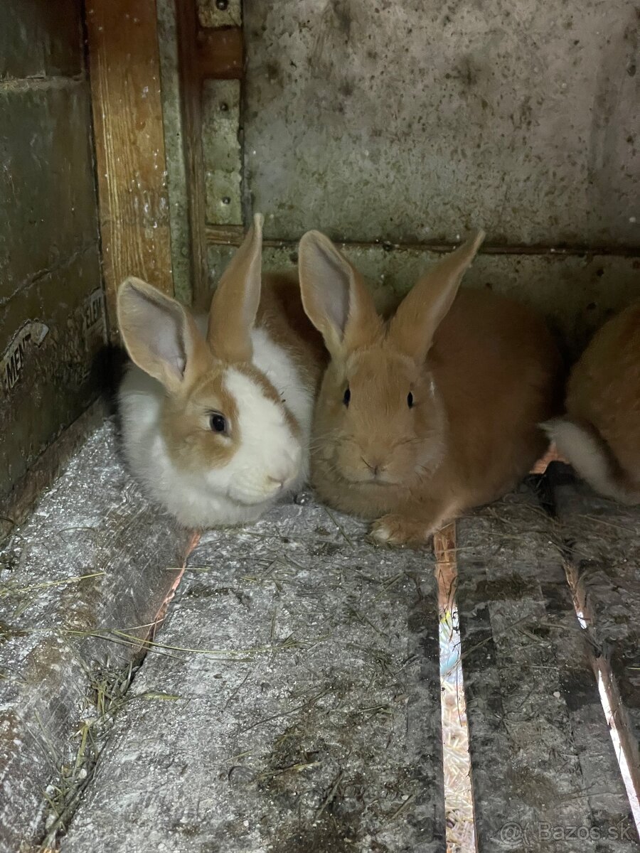 Šarišský obrovitý - 3