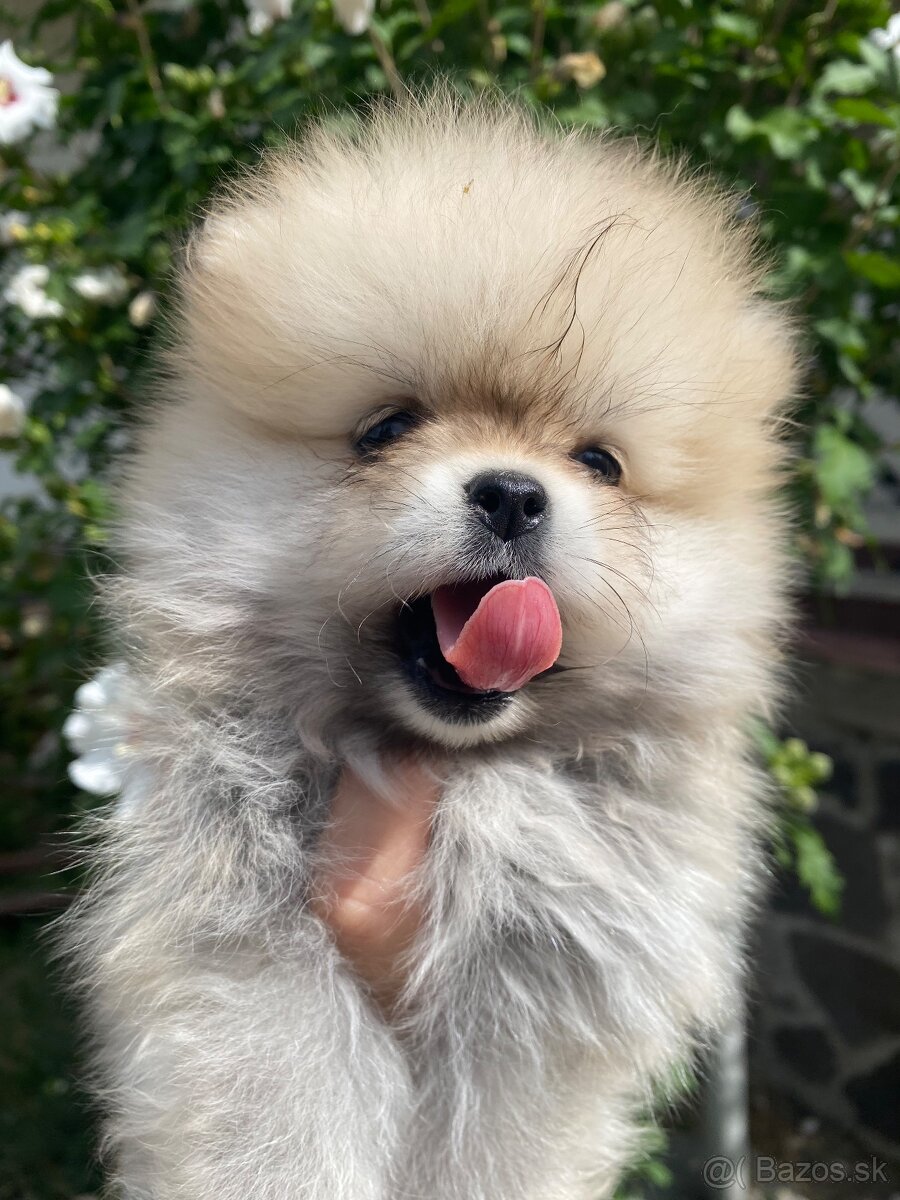 Pomeranian - 3
