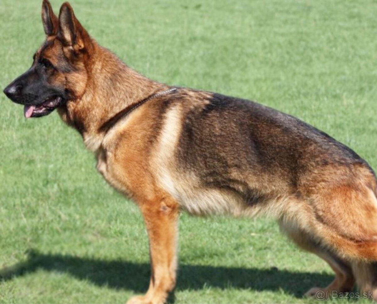 🐾 ŠTENIATKA NEMECKÉHO OVČIAKA S PP – 290 € 🐾 - 3