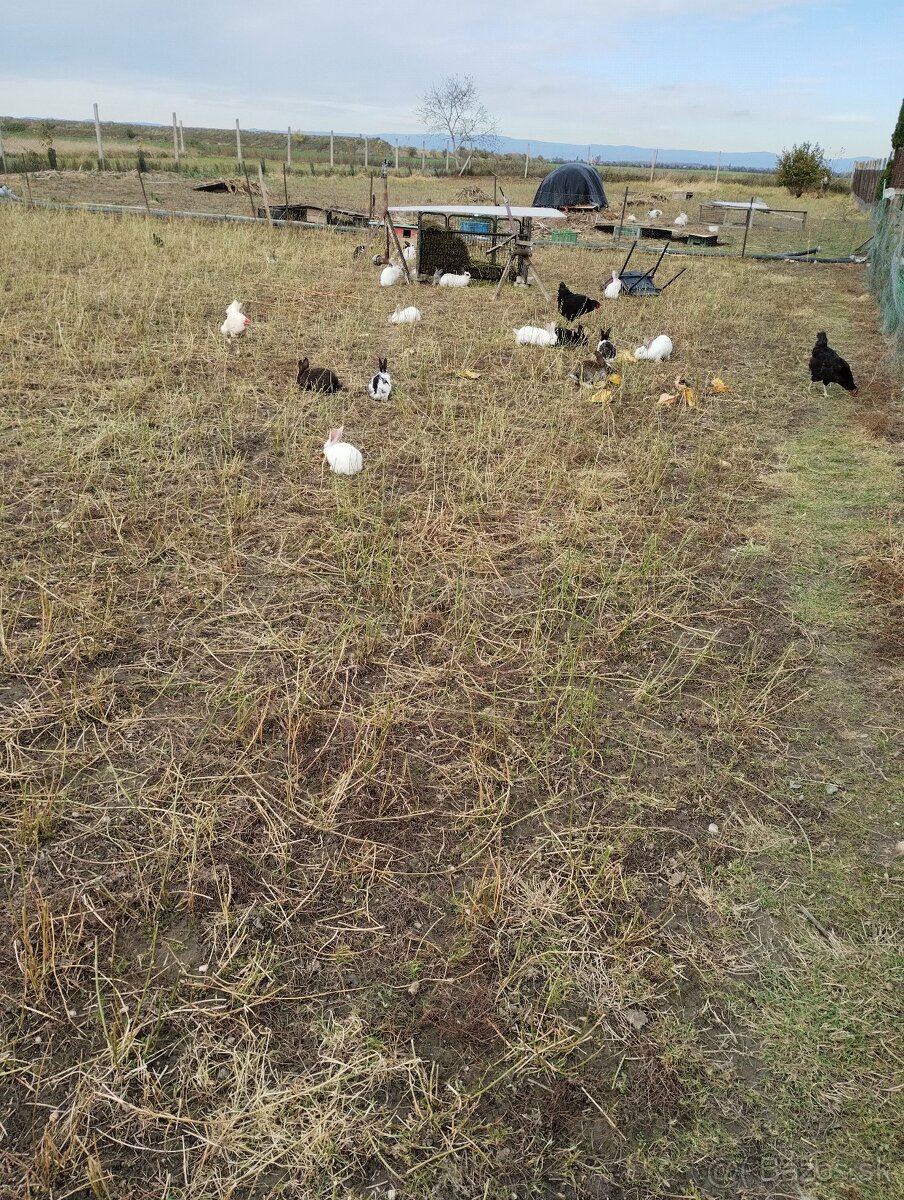 Predám králikov - 3