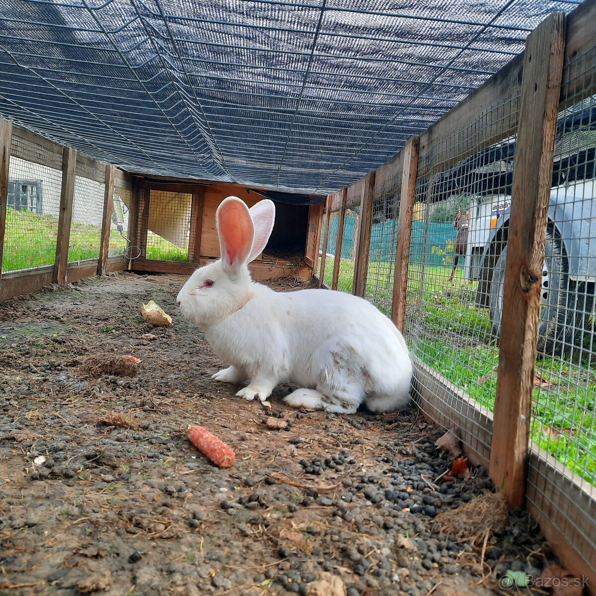 Králik Belgický obor biely - 3