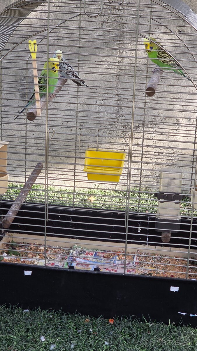 Baraband, andulky - 3