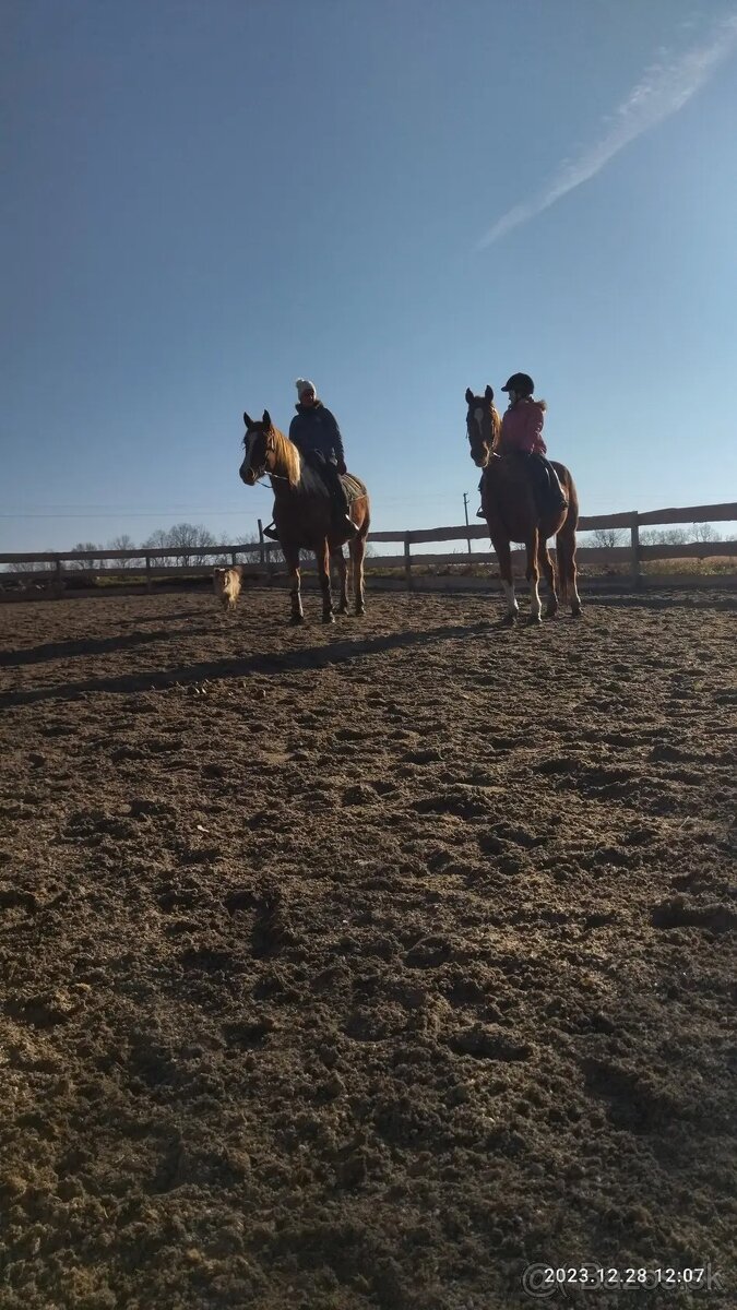 Kobyla Arabský plnokrvnik - 3