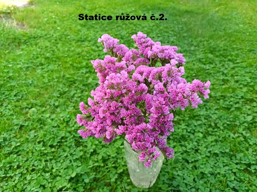 Sušené kvety - STATICE. - 3