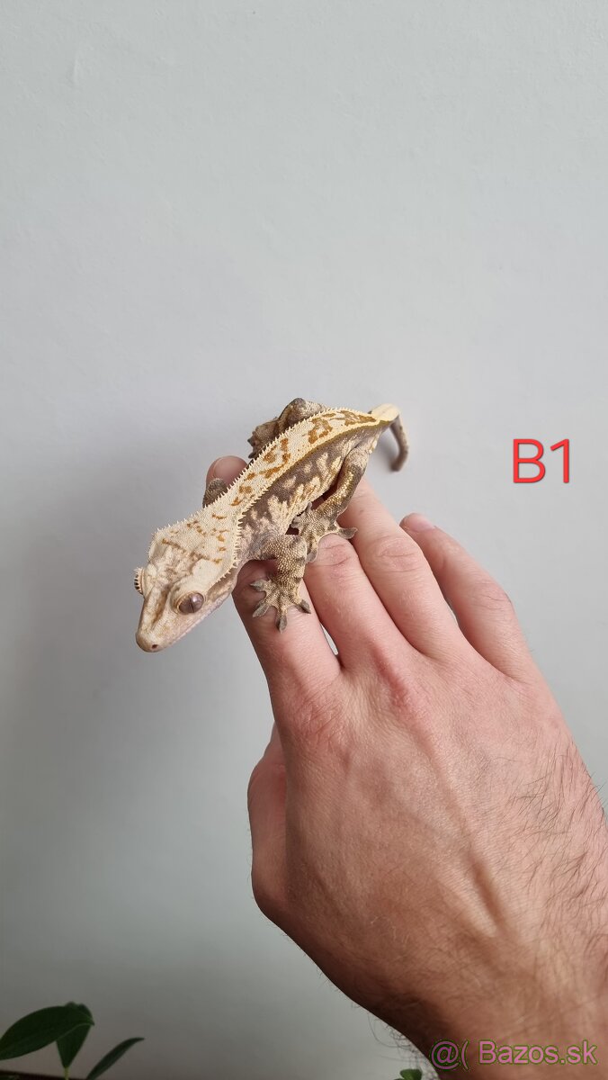 Pagekón riasnatý - 3