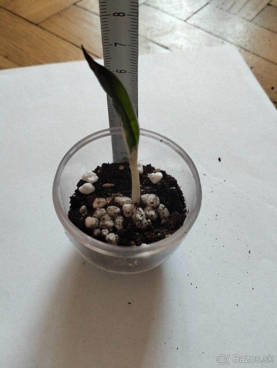 Alocasia Yucatan Princess mini - 3