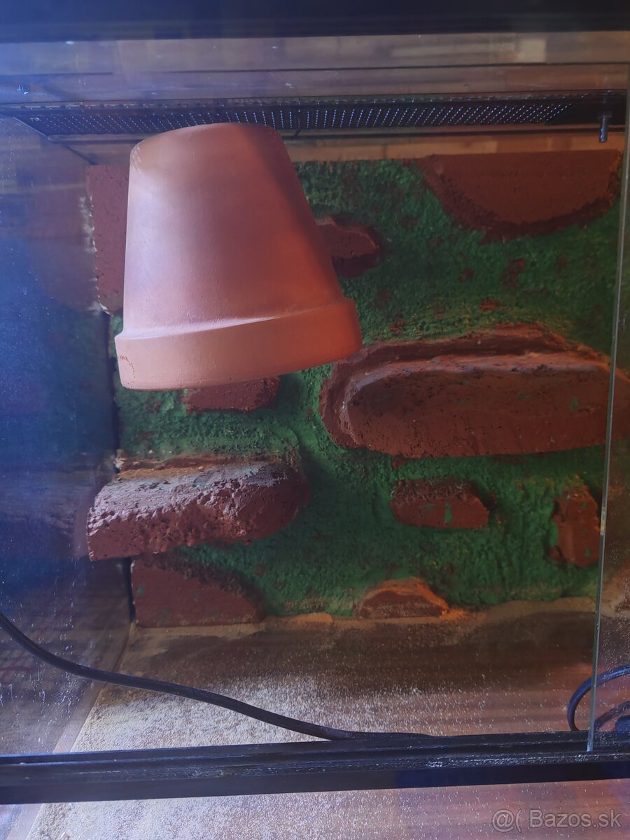 Terarium - 3