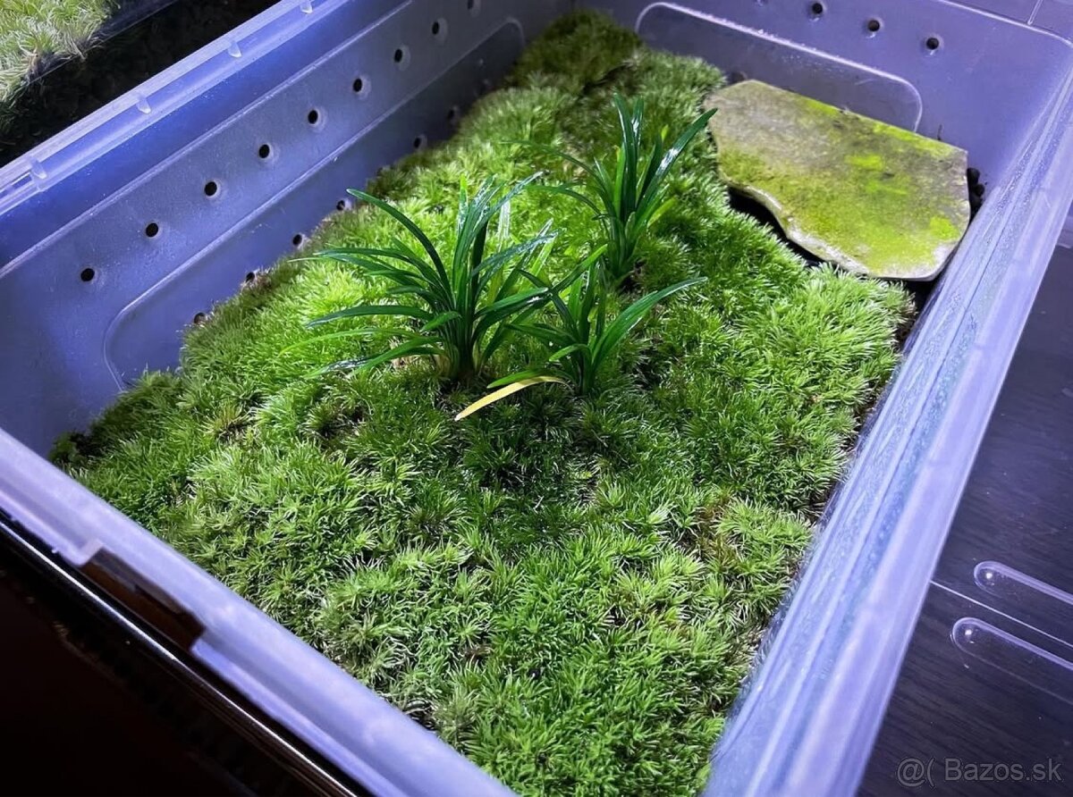 Mlok mramorovaný - 3