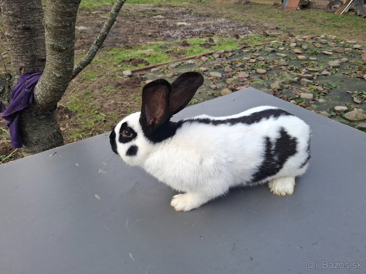 Predám Nemecky obrovitý strakáč samec - 3