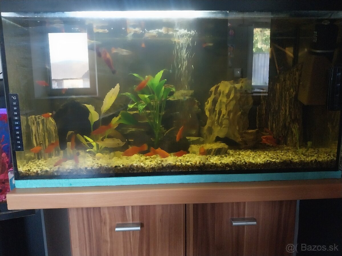 Akvárium diversa 120l a 54l veľa ryb - 3