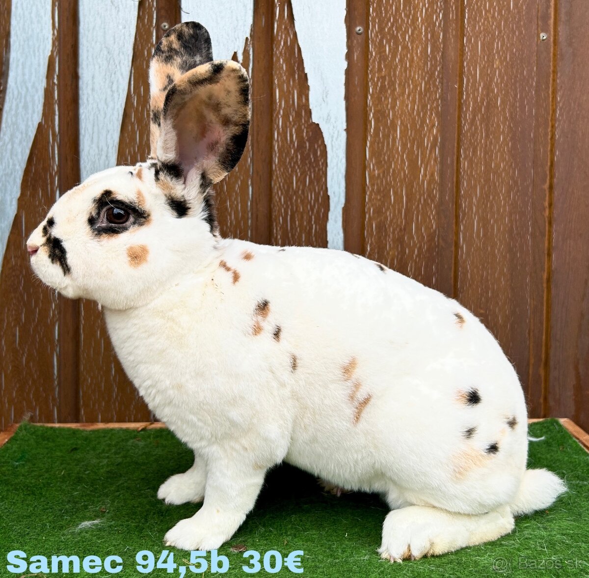 Dalmatínsky REX s PP - 3