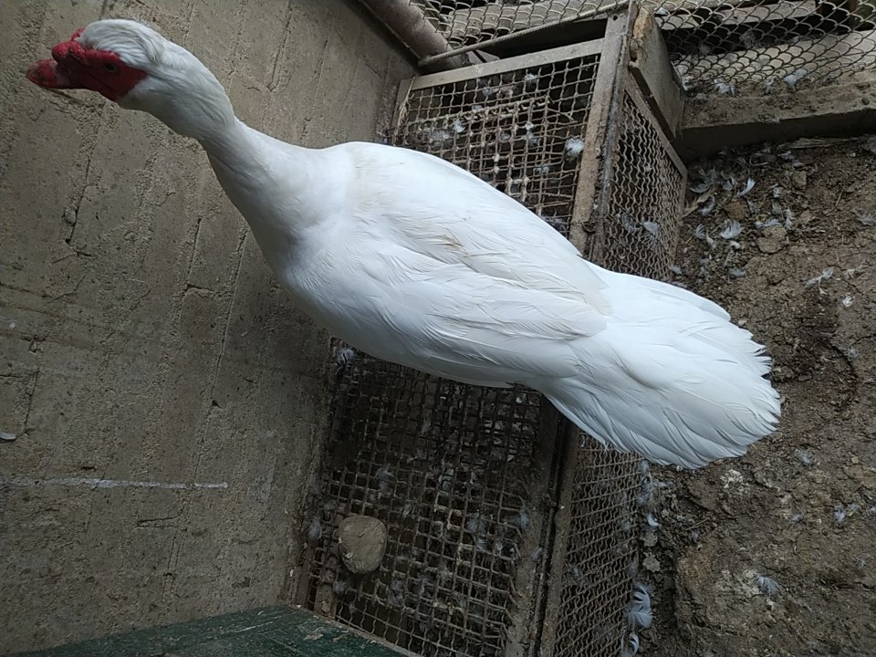 Pižmová kačica - 3