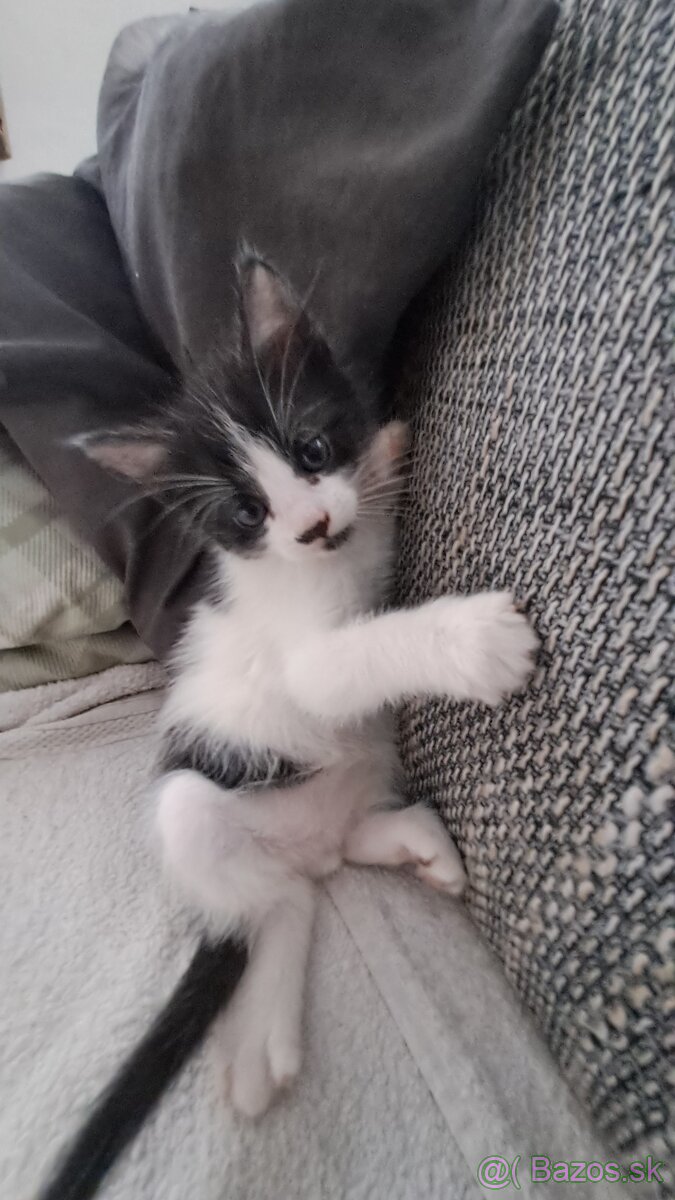 Darujem mačiatka - 3