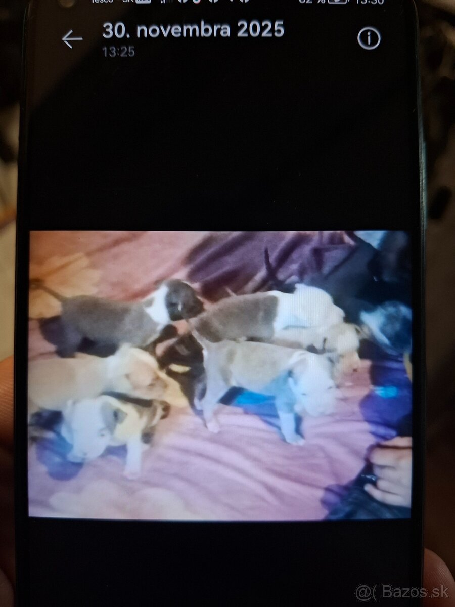 Americky staford - 3