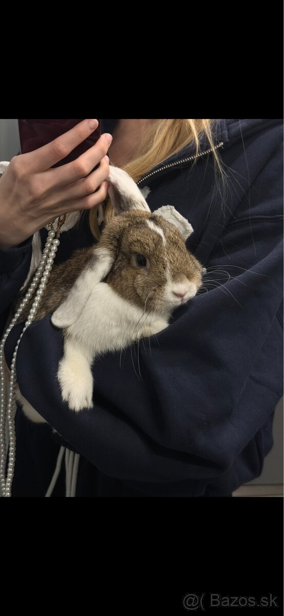 Darujem králička - 3