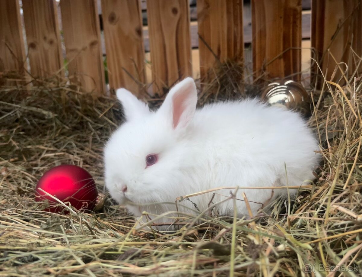 Zakrslý baranček (Minilop) - 3