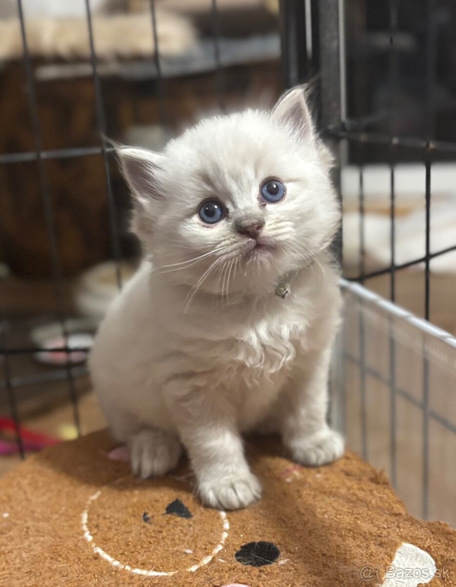 Ragdoll kotě s PP ( FIFE) - 3