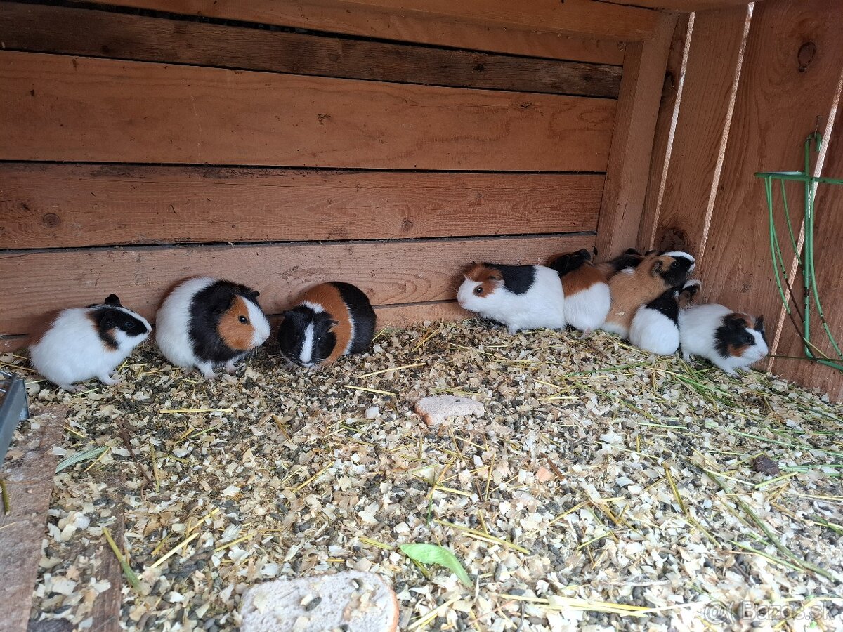 Morča , morské prasiatko, prasiatka - 3