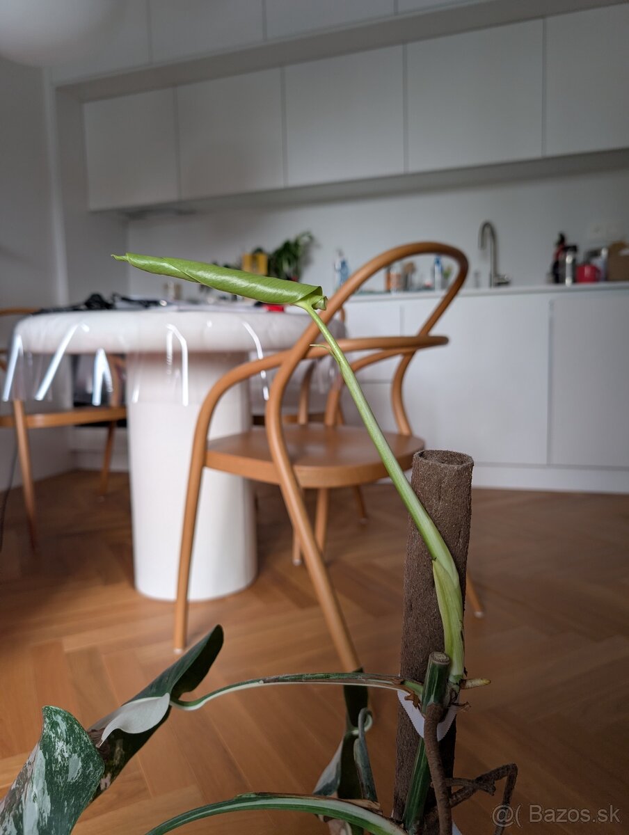 Monstera Albo Variegata s novým listom - 3