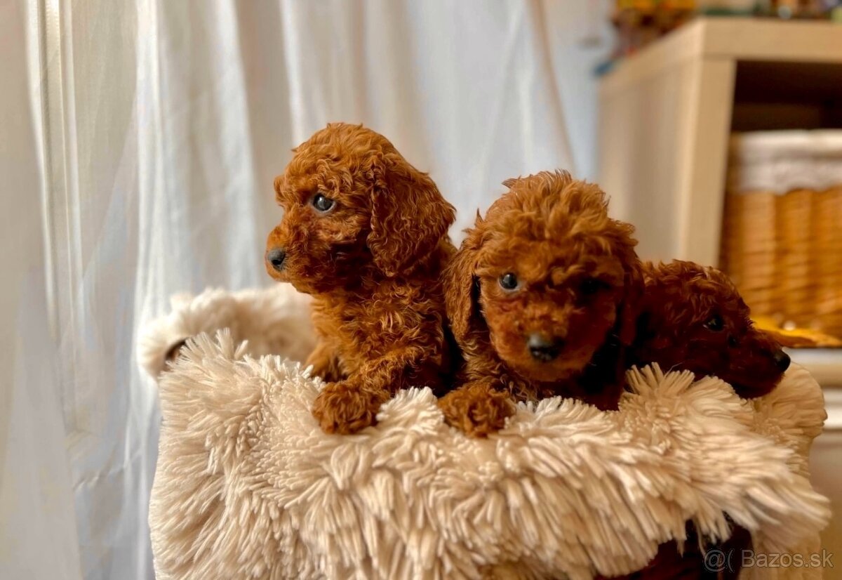 Dark Red miniature / Poodle / Pudlik / Poodel / pudel /pudl - 3