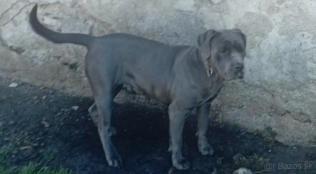 Cane Corso - 3