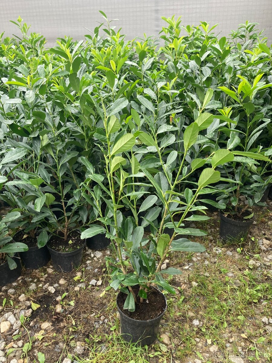 Tuje Smaragd rozvoz 1.-15. Novembra východne Slovensko - 3