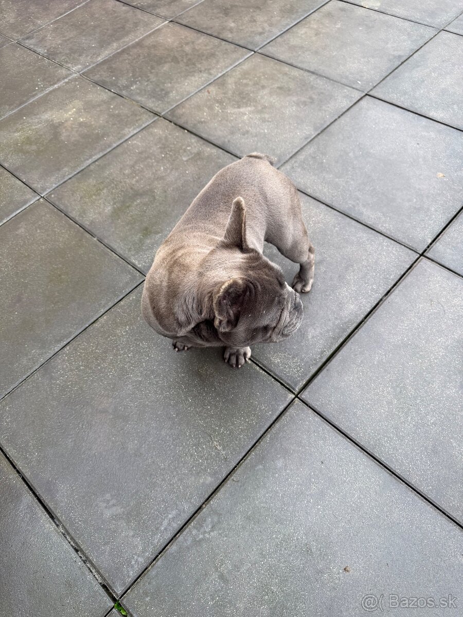 Francúzsky buldocek - 3