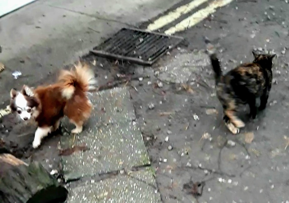 Čivava ‐ dospelý psík - 3