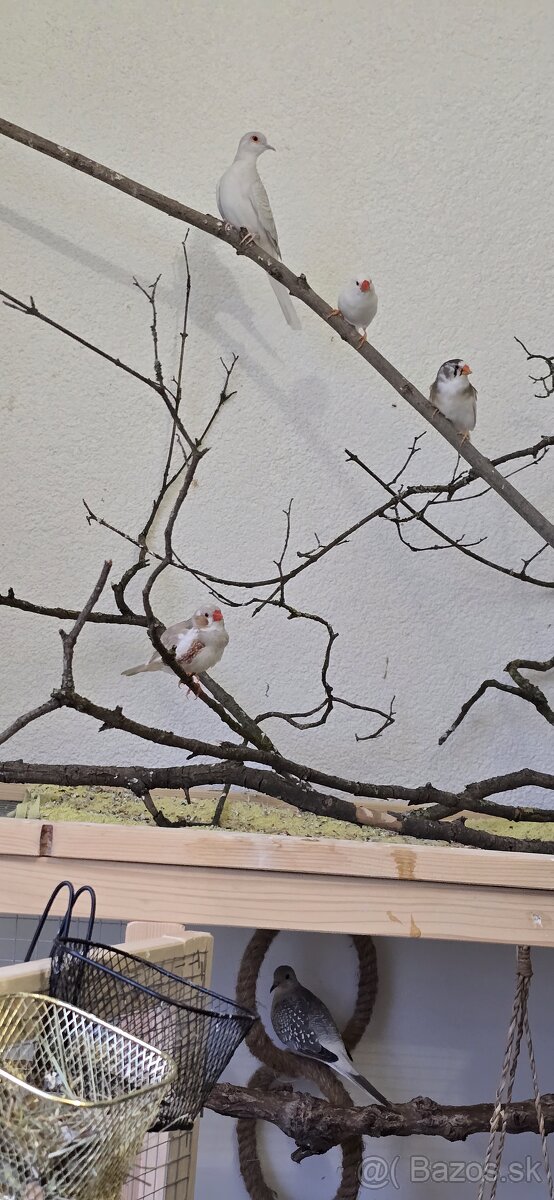 Diamantové holubky a zebricky - 3