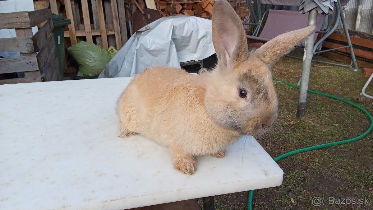 Predám králiky samce - 3