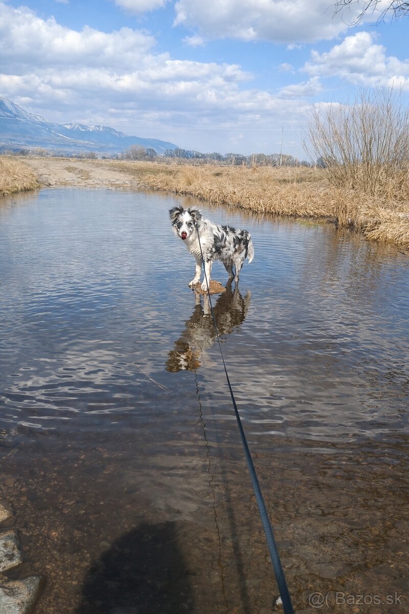 5-mesačné šteniatko Border kolie - merle - 3