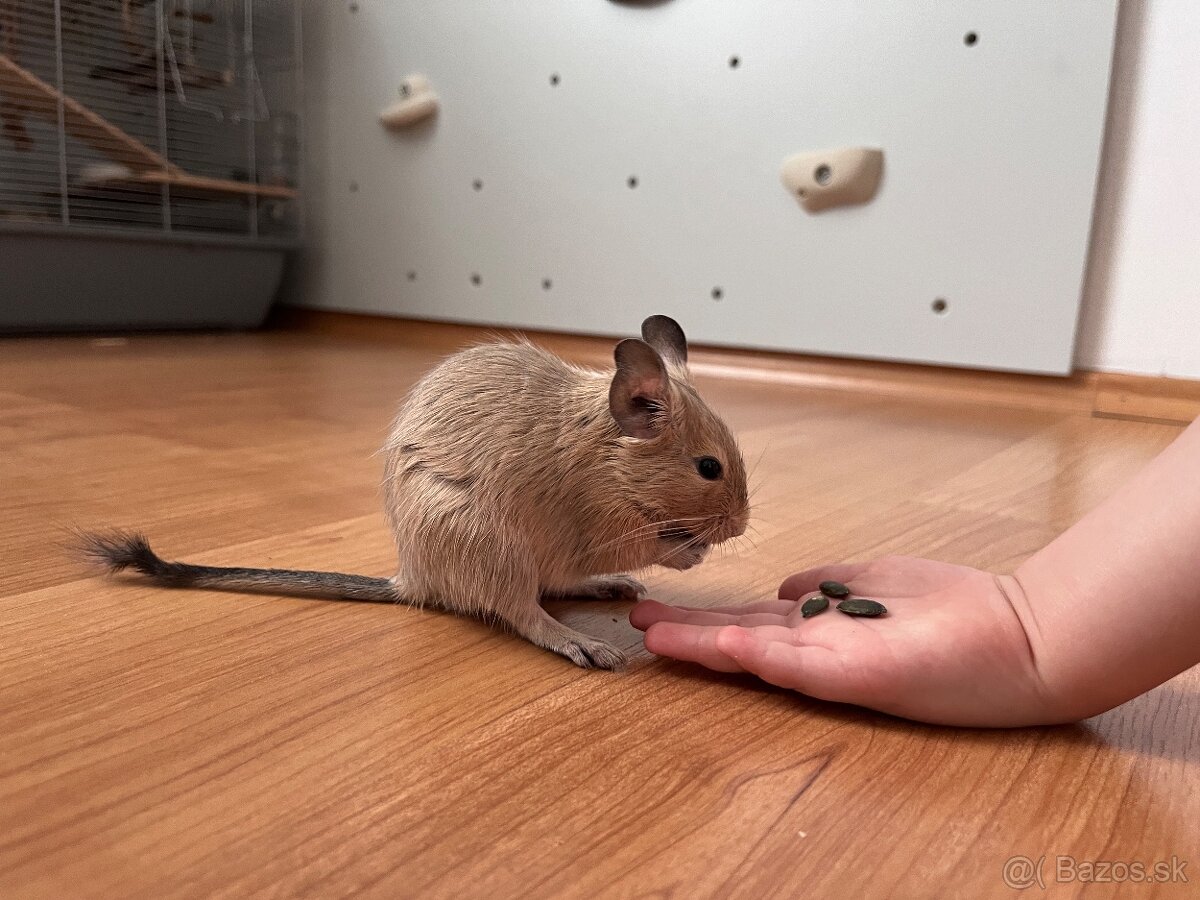 Osmak Degu - 3