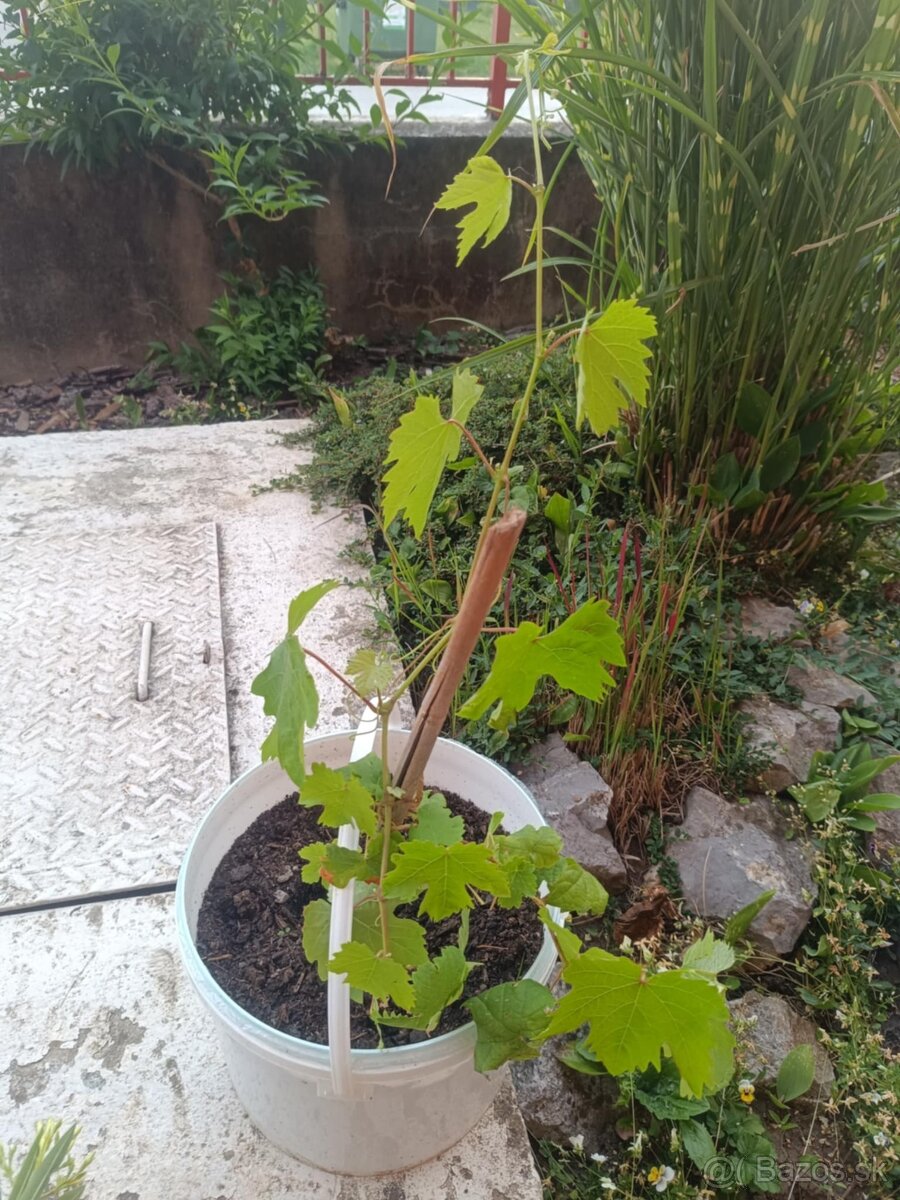 Predám sadenice stolového hrozna Altaj - 3