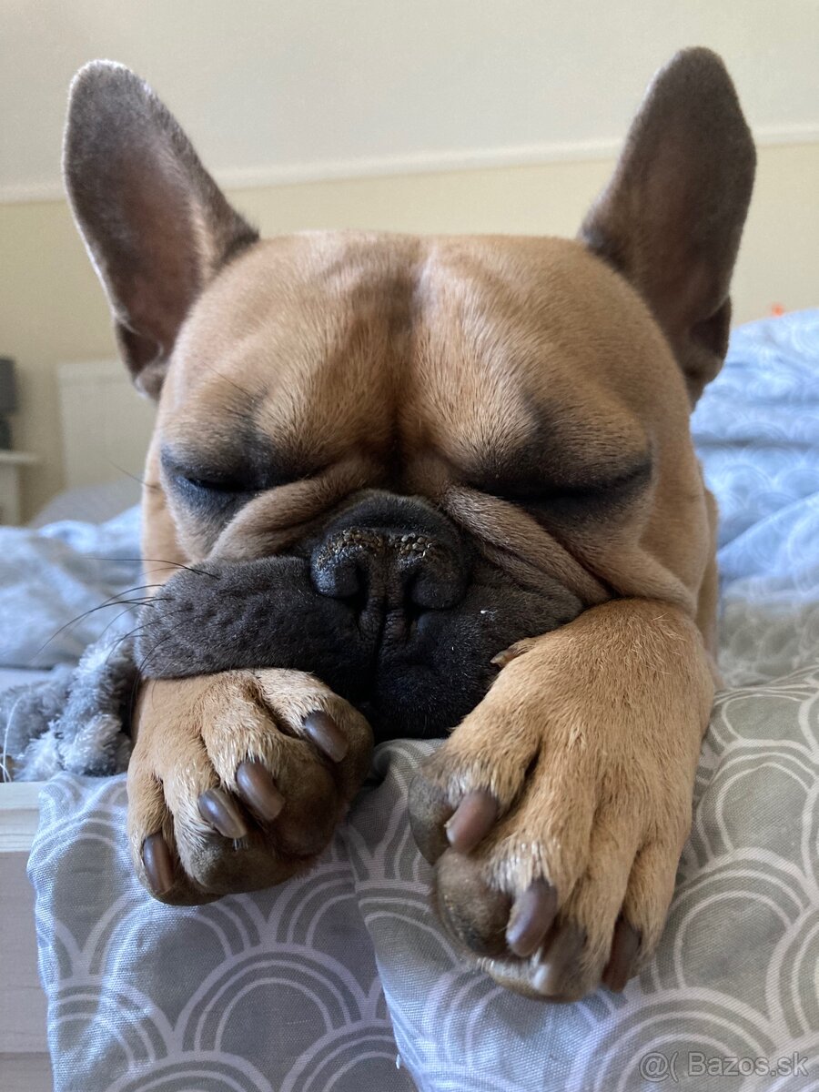 Francúzsky buldoček - 3