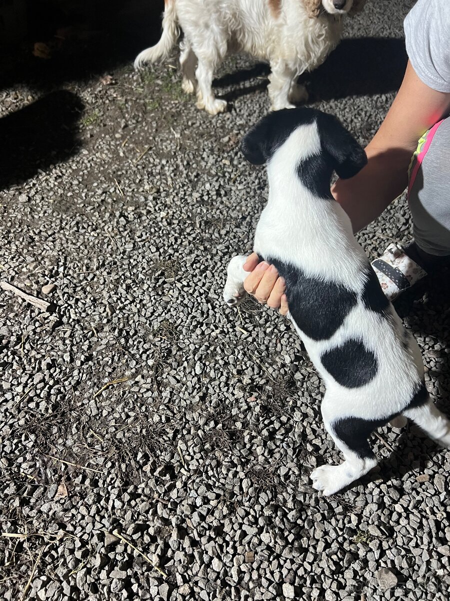 Šteniatko-psík - 3