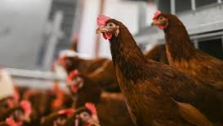 Mládky a Nosnice - 3