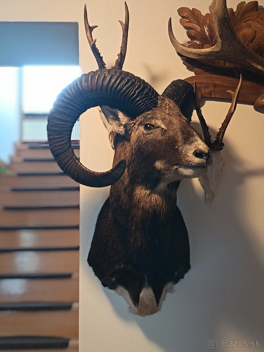 Na predaj – Taxidermy muflón - 3