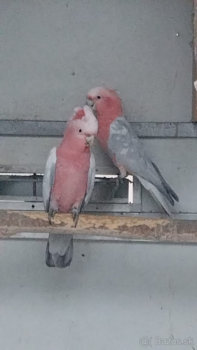 Kakadu inka/ ružový - 3