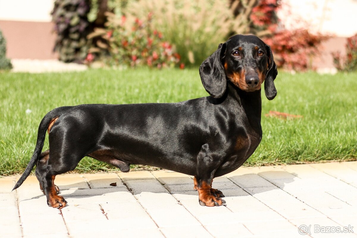 Jazvečík na krytie - 3