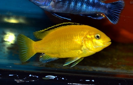 AFRICKÉ CICHLIDY - 3